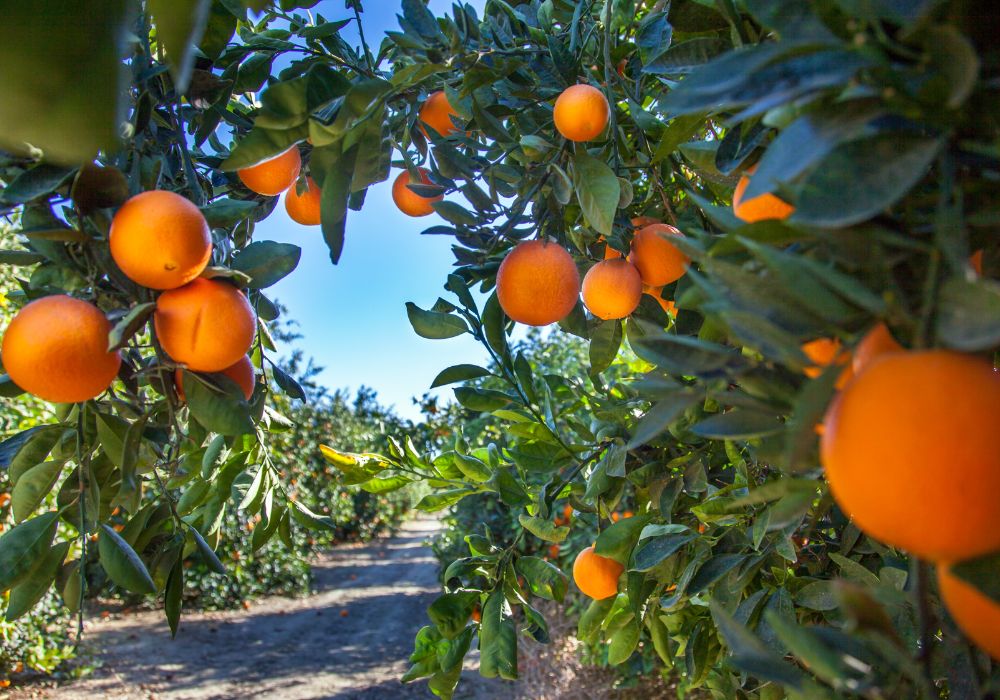 Ansicht in eine Orangen Plantage
