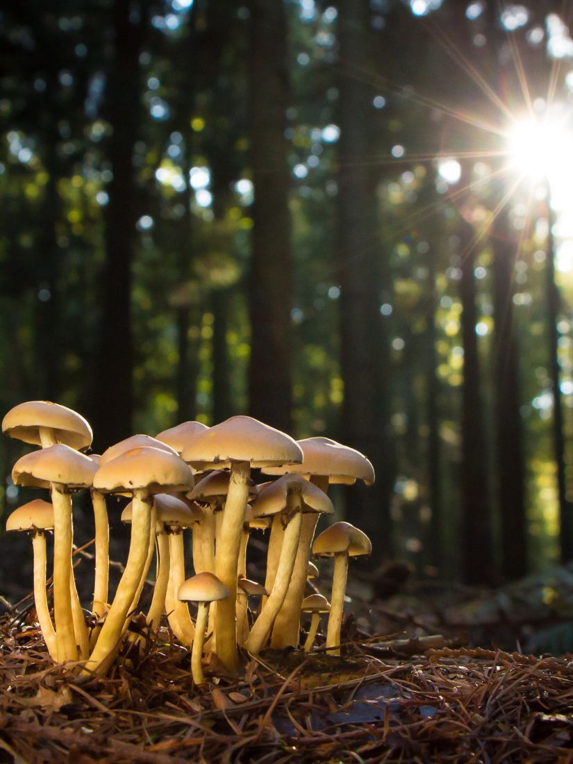 Herbstliche Pilze im Wald, Selbstgemachte Nudeln und ein Nudel-Pilzgericht
